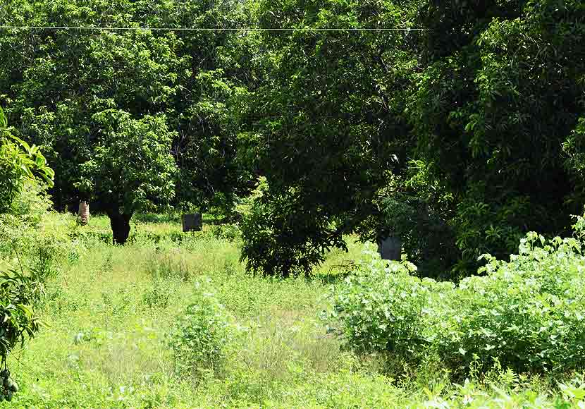 Mango trees in karur tropical climate forest