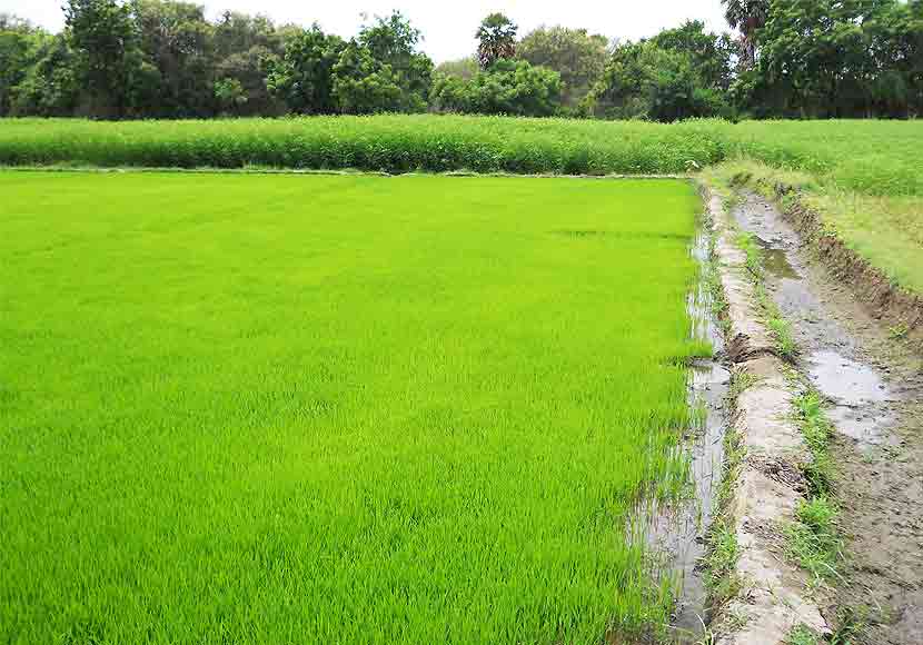 Paddy-field-in-karur-agriculture