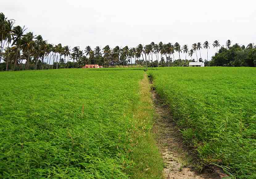 Pleasant weather temperature in karur agricultural field