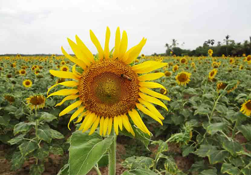  sunflower-oil-seed-farming-in-karur